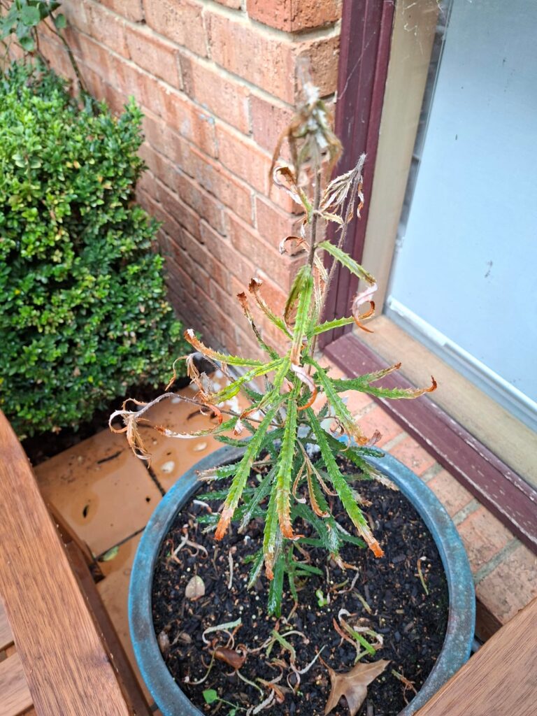 What's wrong with my Banksias?