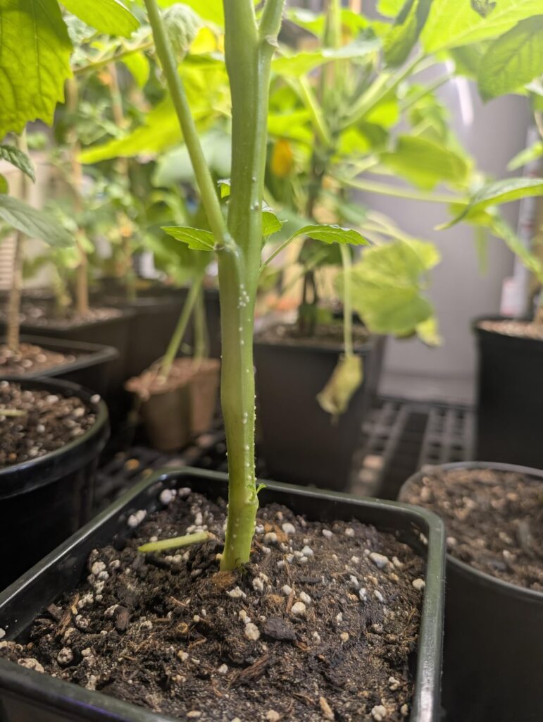 Transplanting tomatillos