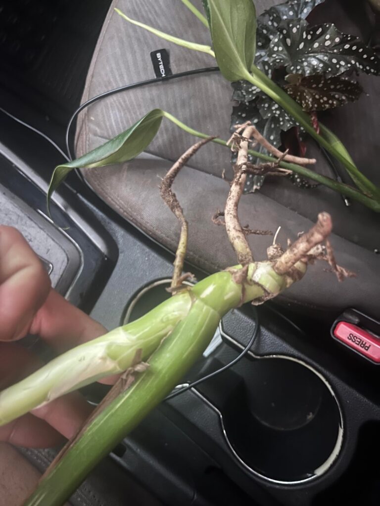 Water or soil