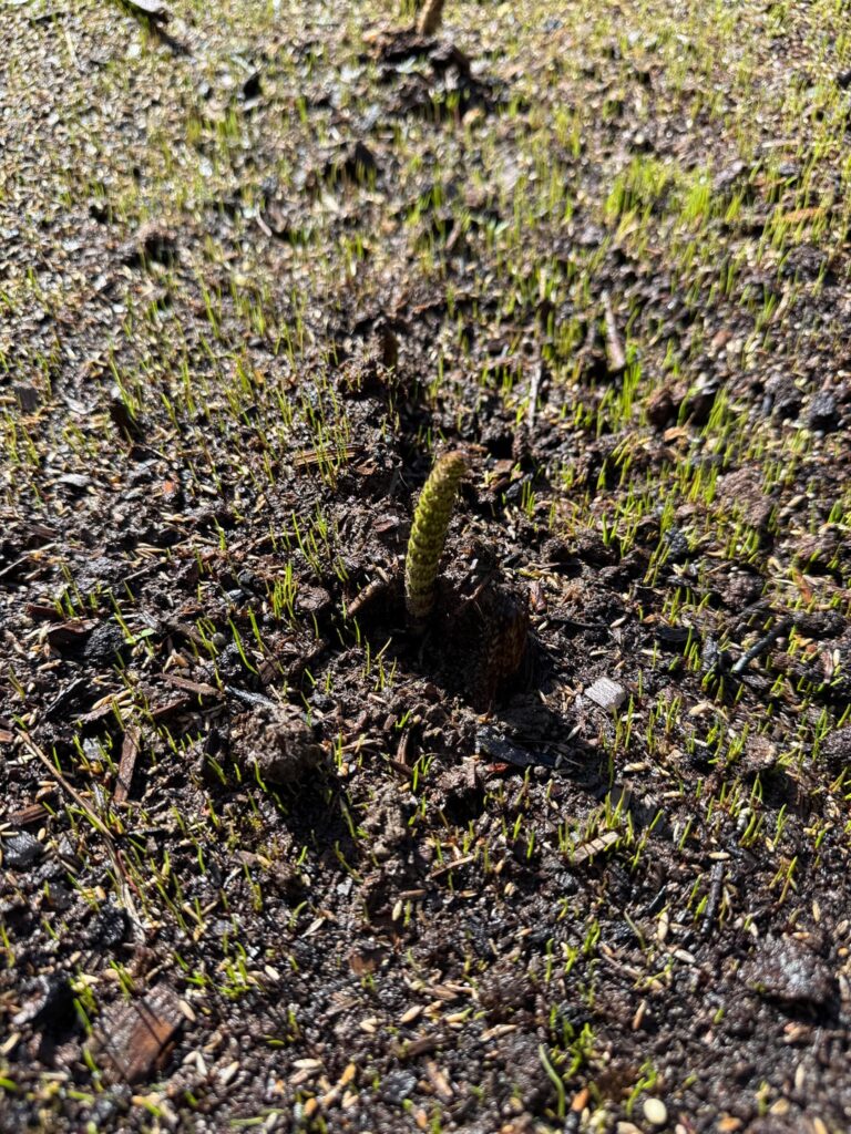 Anyone know what’s growing in my new lawn? WA state