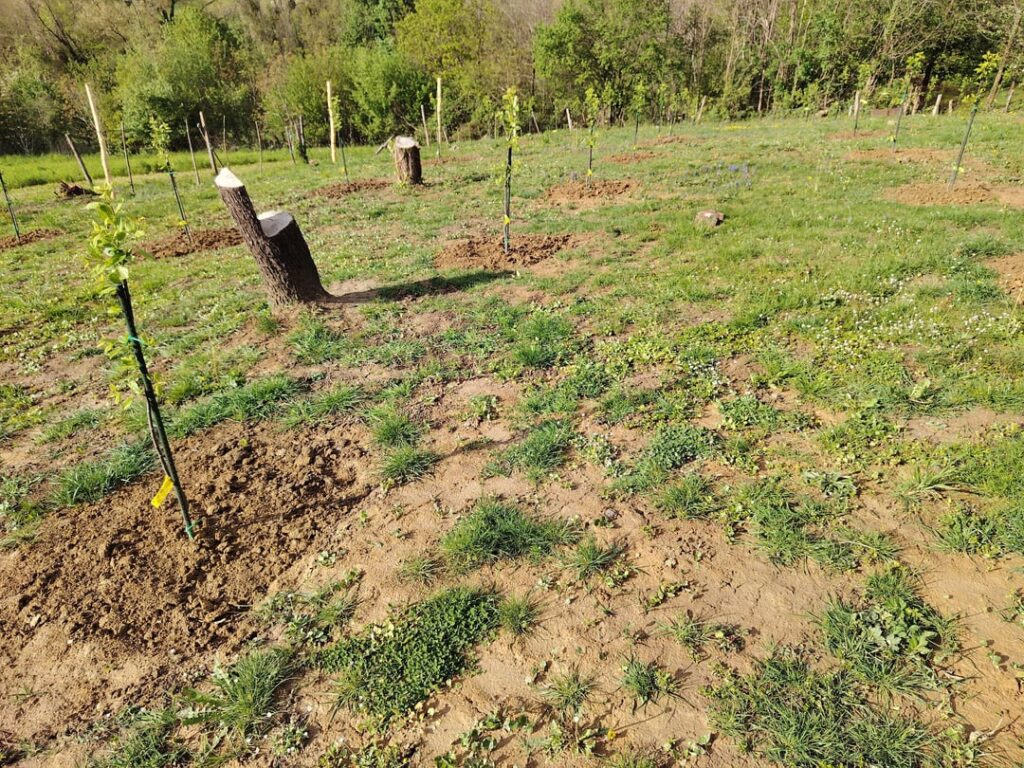 Orchard project update!