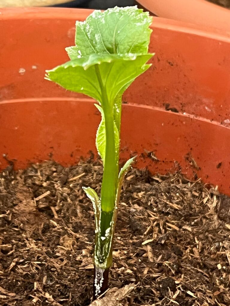 My dahlias might be sick :(