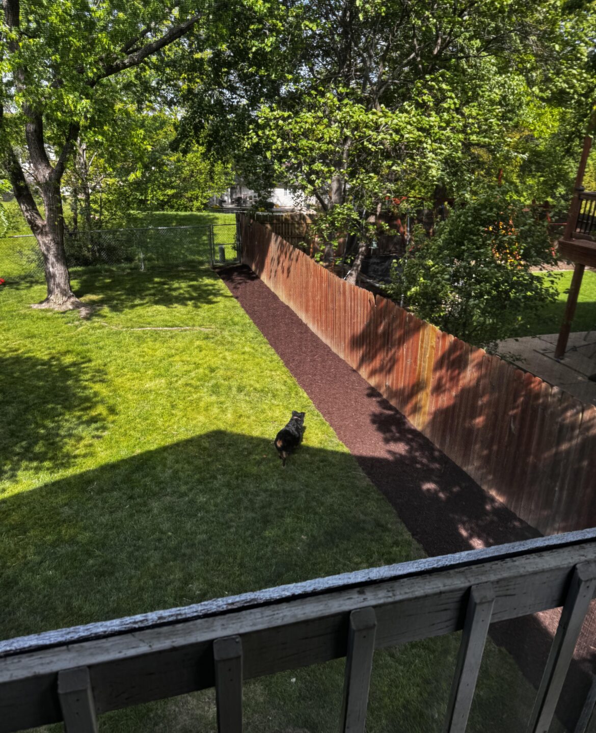 Dog path