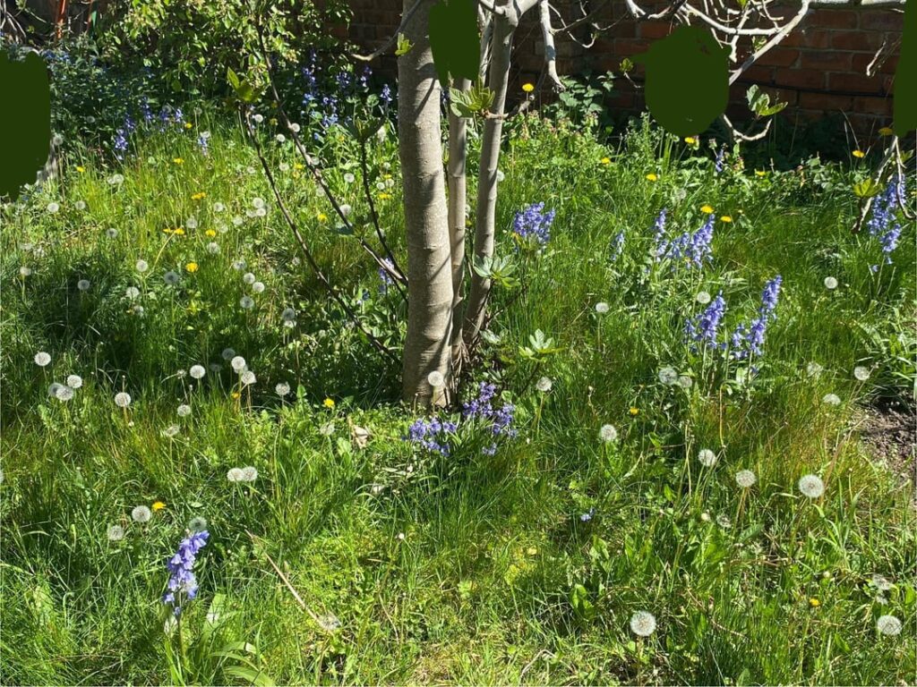 Perhaps not a garden, but i love seeing it wild Perhaps not a garden, but i love seeing it wild
