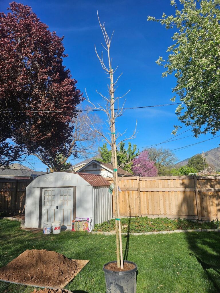 New Bur Oak Previously Topped