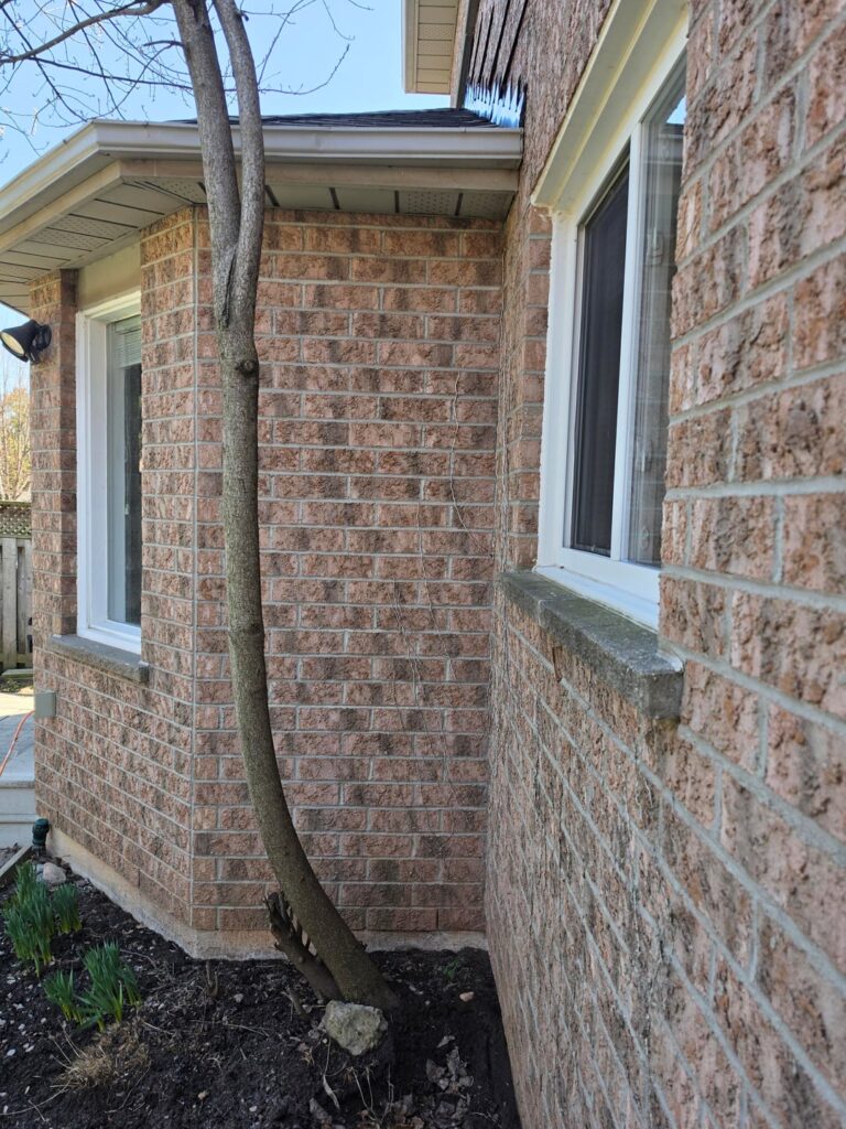 Chokecherry too close to house?