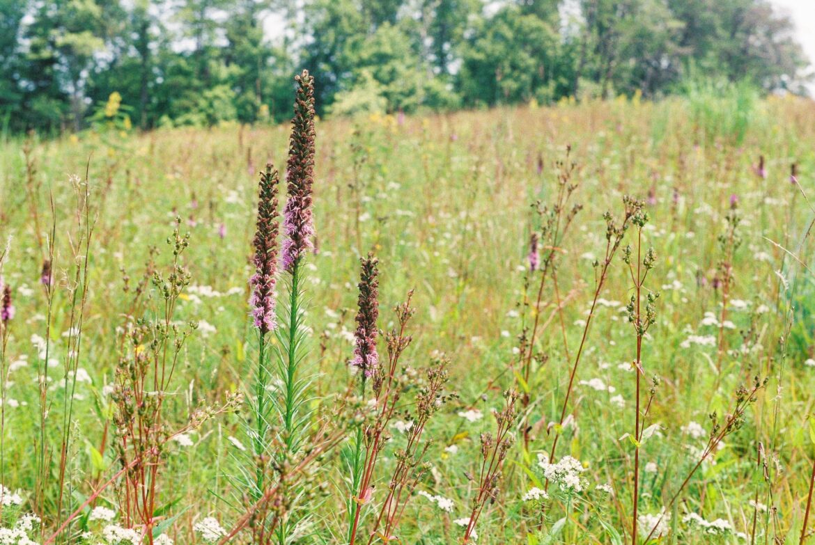 PA wants homeowners to ditch yards for meadows PA wants homeowners to ditch yards for meadows