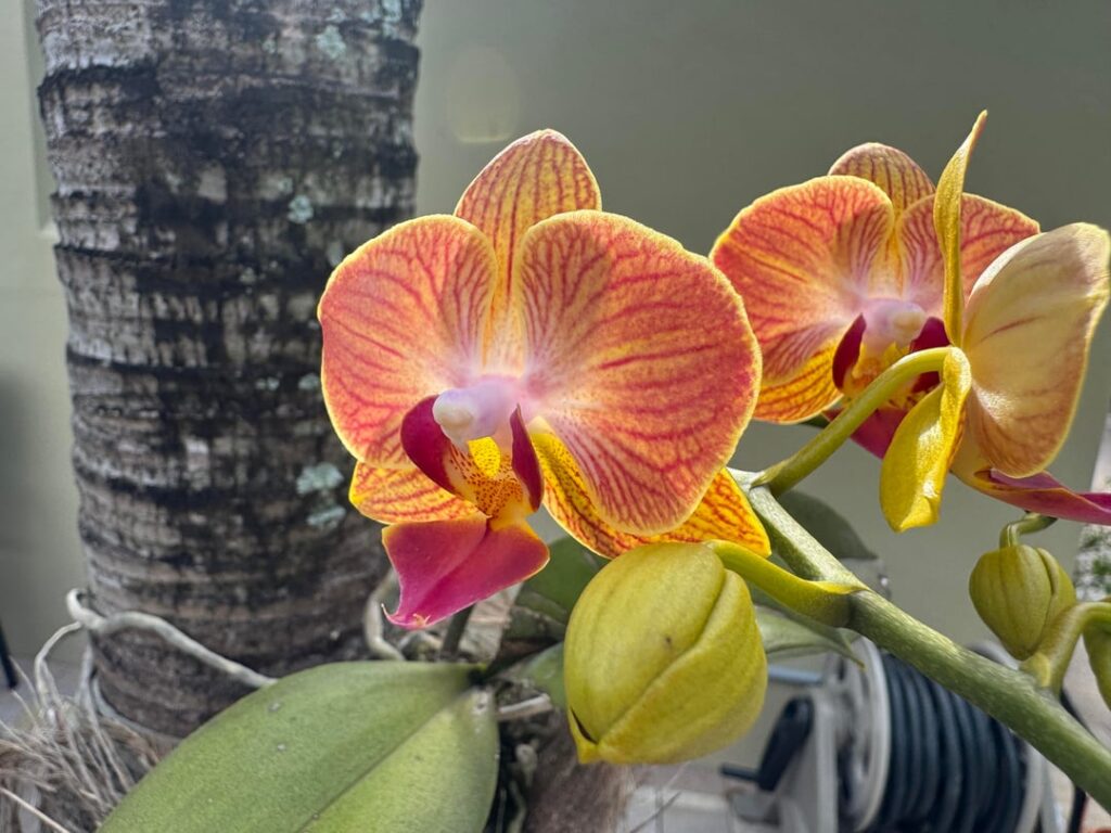 Love the colors on this one. Does it have a name?