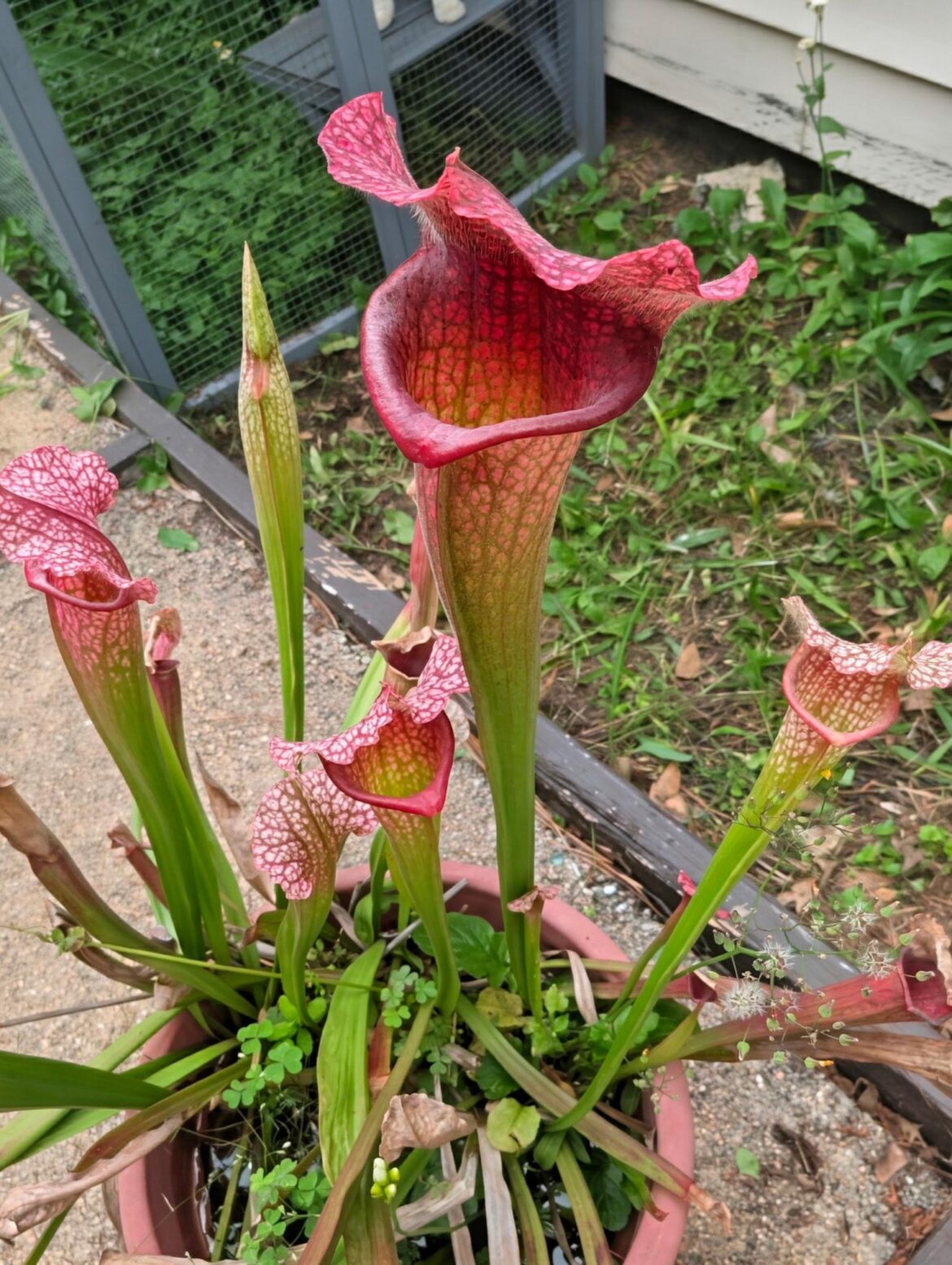 My friends pitcher. Care routine consists of neglect and more neglect.