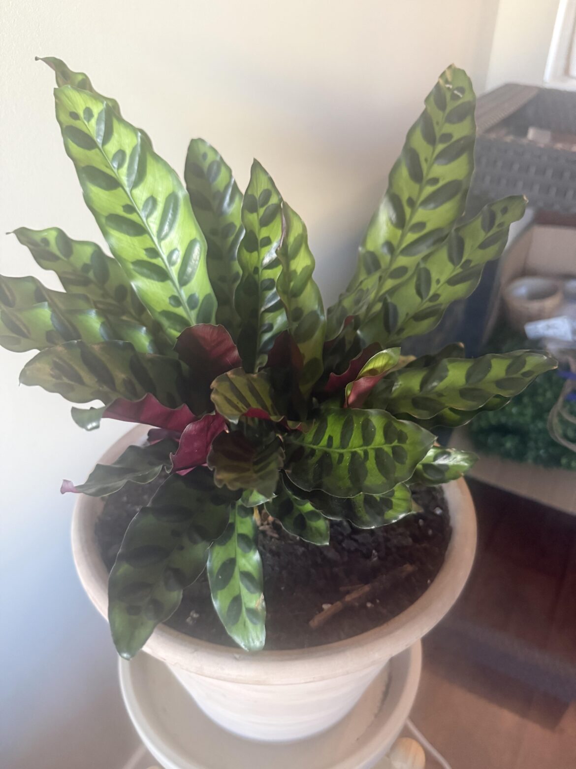 My first plant ever… Rattlesnake Plant My first plant ever… Rattlesnake Plant