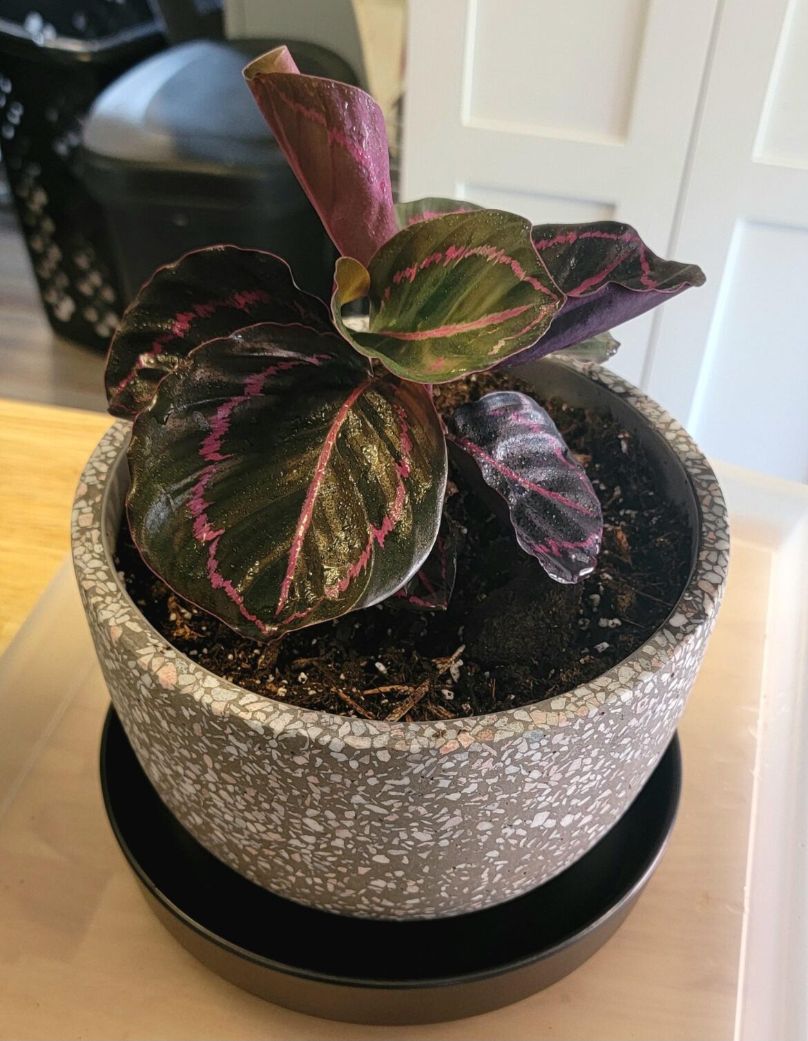Everyone meet my first plant baby, Marci