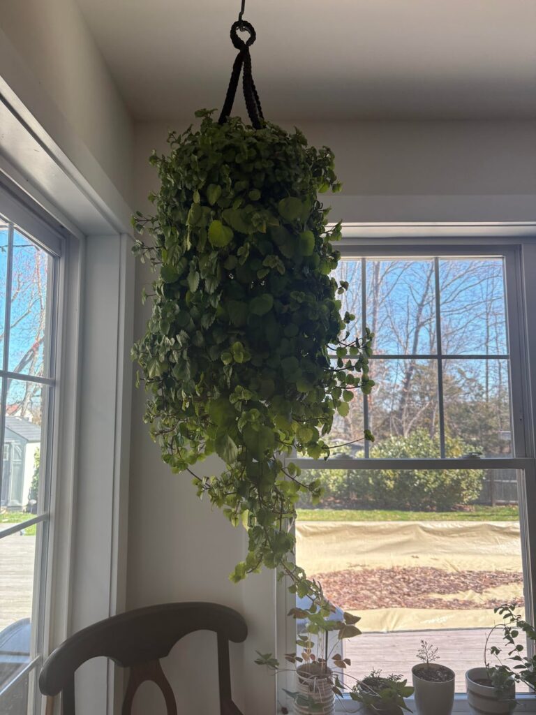 My most meaningful plant