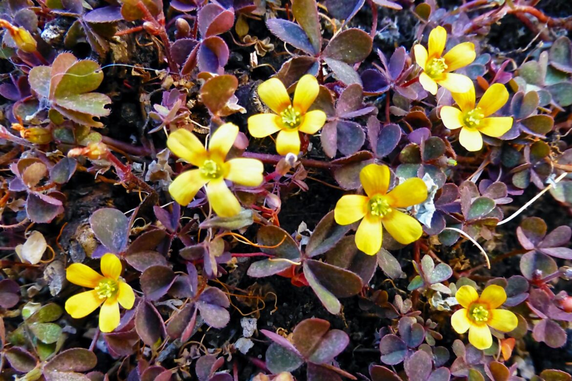 MUNDO DE TRÉBOLES.(Trifolium)[OC]