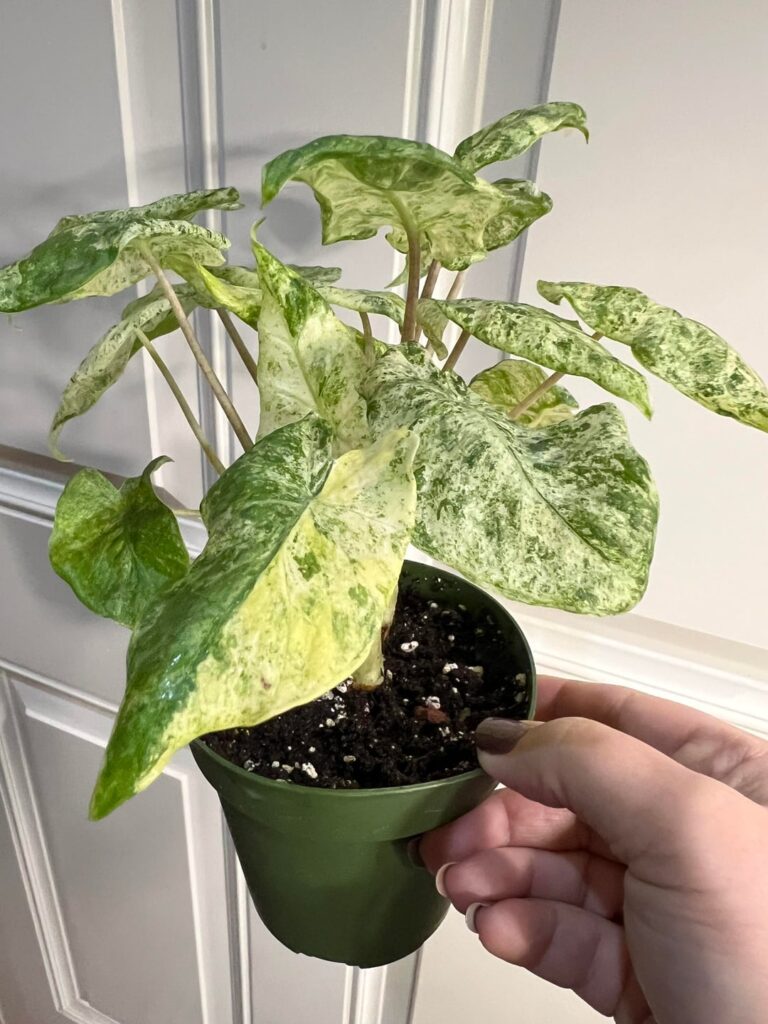 New plant 💚 Sold as a Hualong Variegated Alocasia New plant 💚 Sold as a Hualong Variegated Alocasia