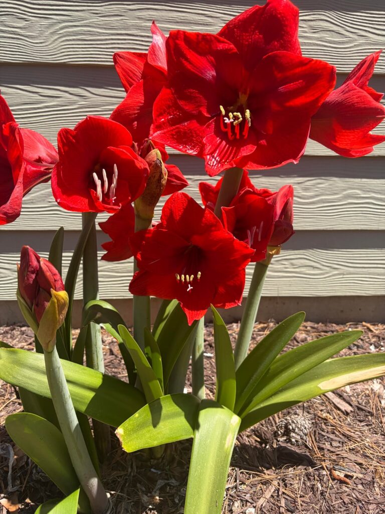 My favorite Amarylis flower I call her Ruby