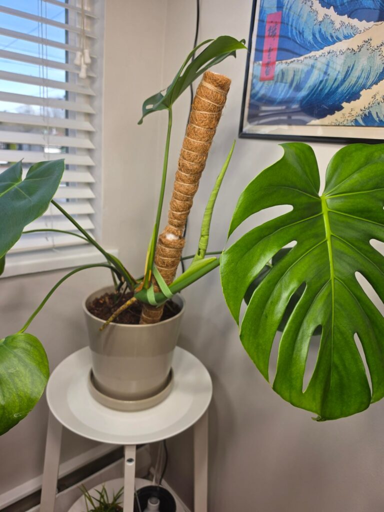 New growth orientation