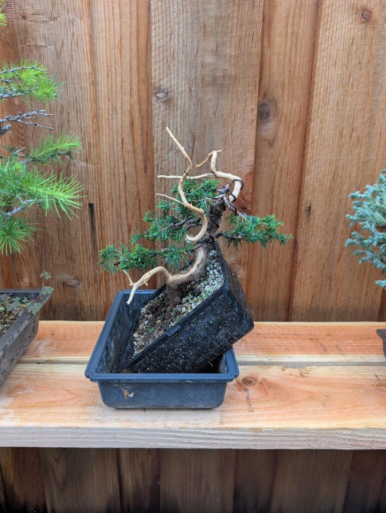 More juniper styling
