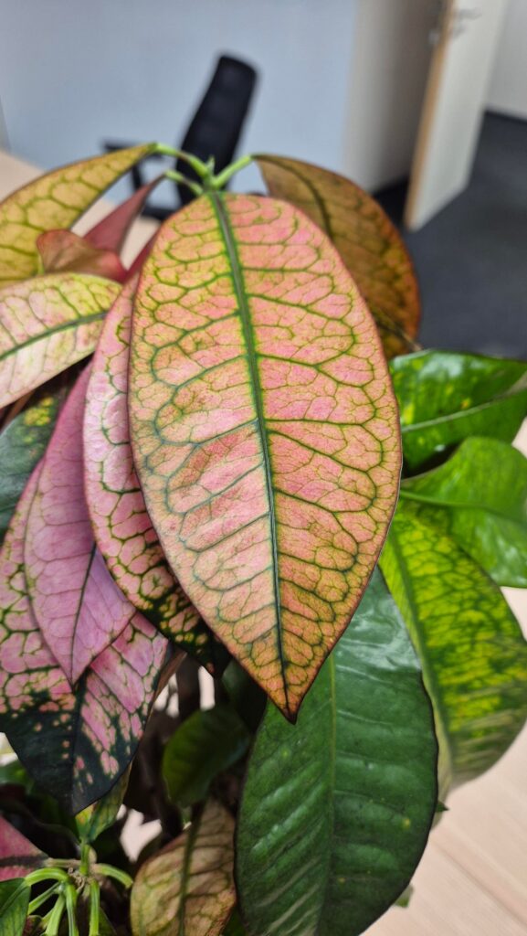 Can you help with office plant identification?