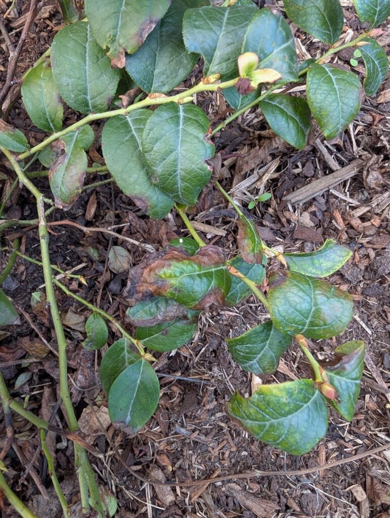 What's bothering my blueberries?