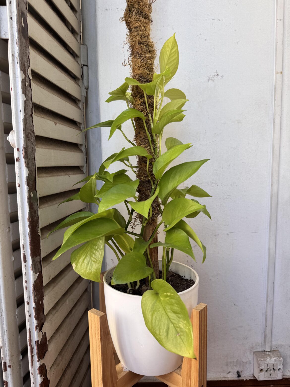I put a support stake on my pothos we'll see how it does