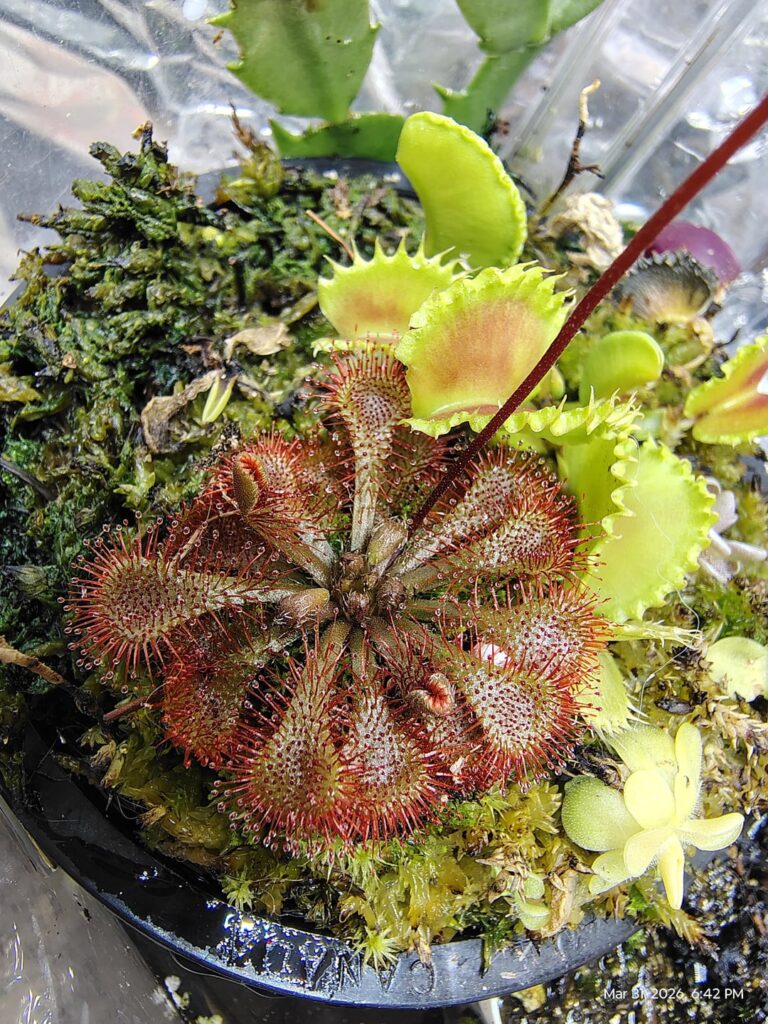 Random pot with cuttings of drosera Capillaris. Dionaea Chinese dumpling and a few random pings I can't recall the id of.