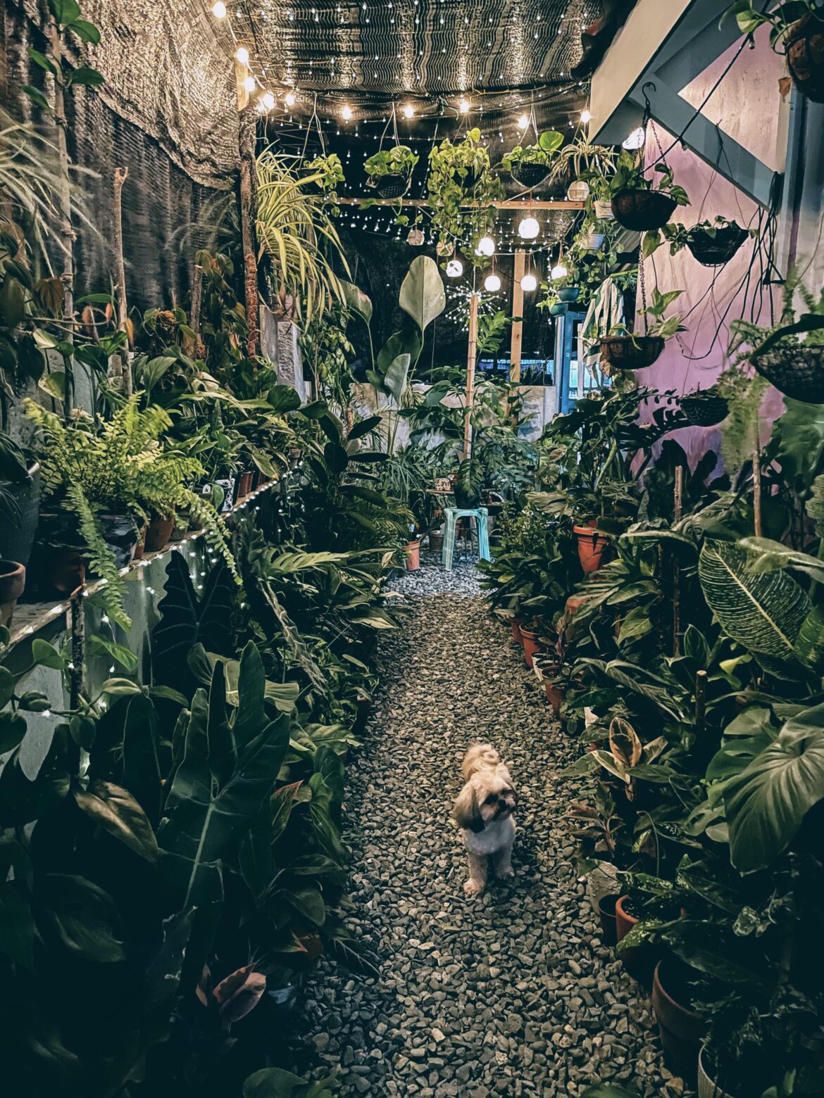My humble garden in the Philippines.