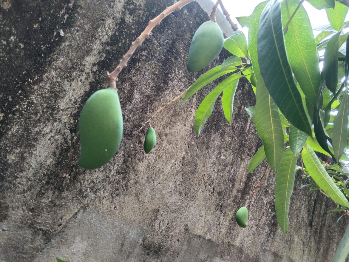 So happy The mangoes got so much bigger after the spring rain