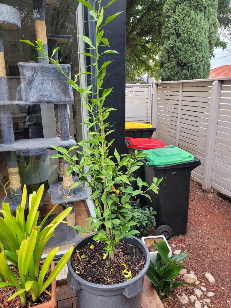 What's wrong with my Yuzu tree? :(