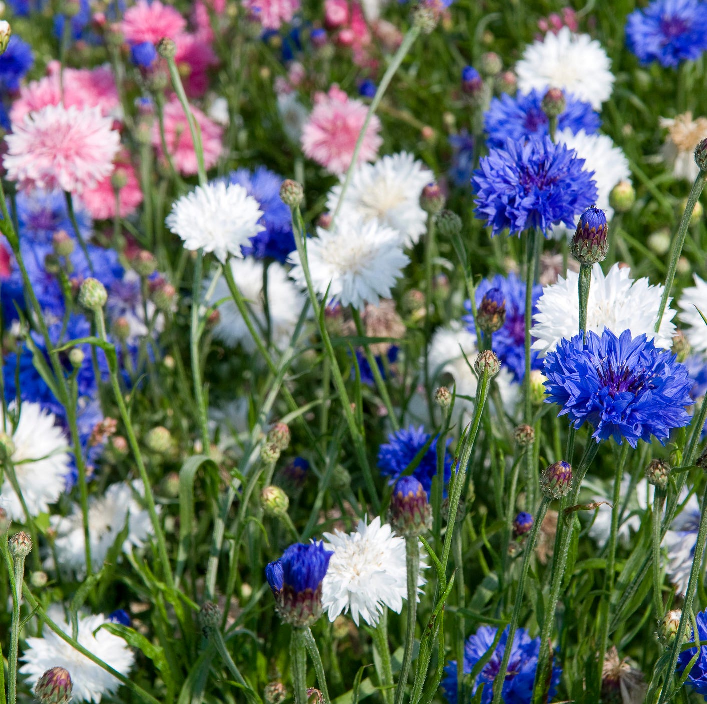mixed cornflowers centaurea cyanus