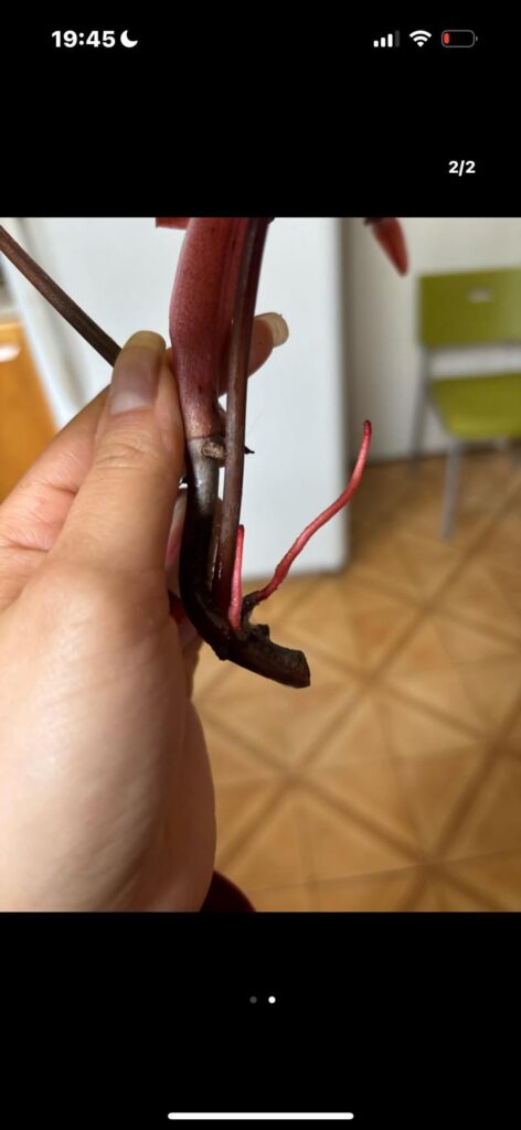 Philodendron ID