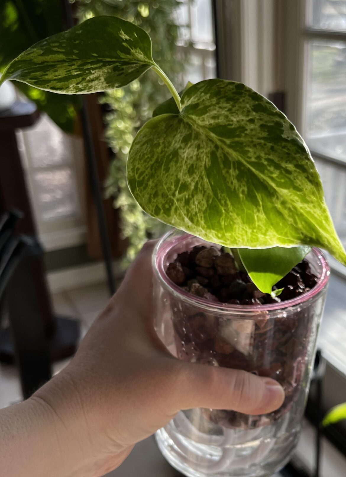 Wanna try DWC with Monster bulbasaur plantlet in a 3” pot currently - what do I need to start something so little?