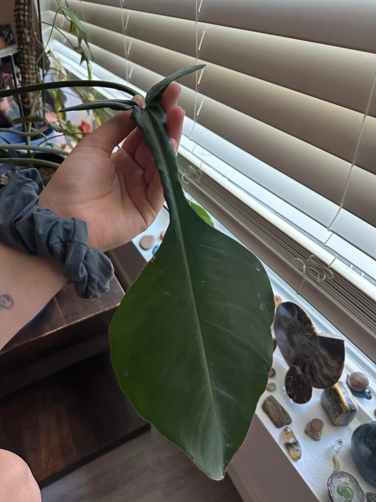 Finally getting a new leaf after 6 months