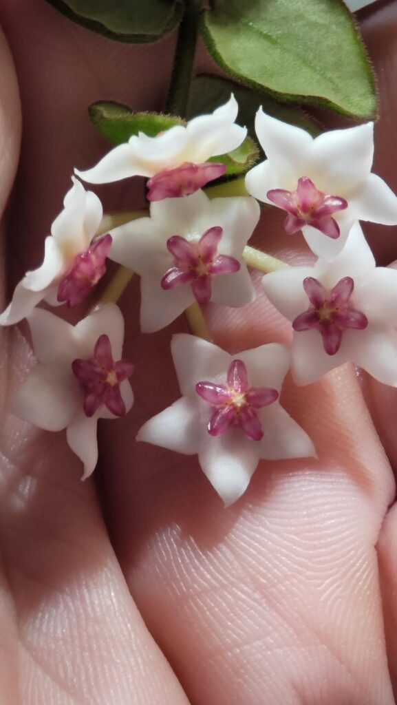 Hoya chinghungensis