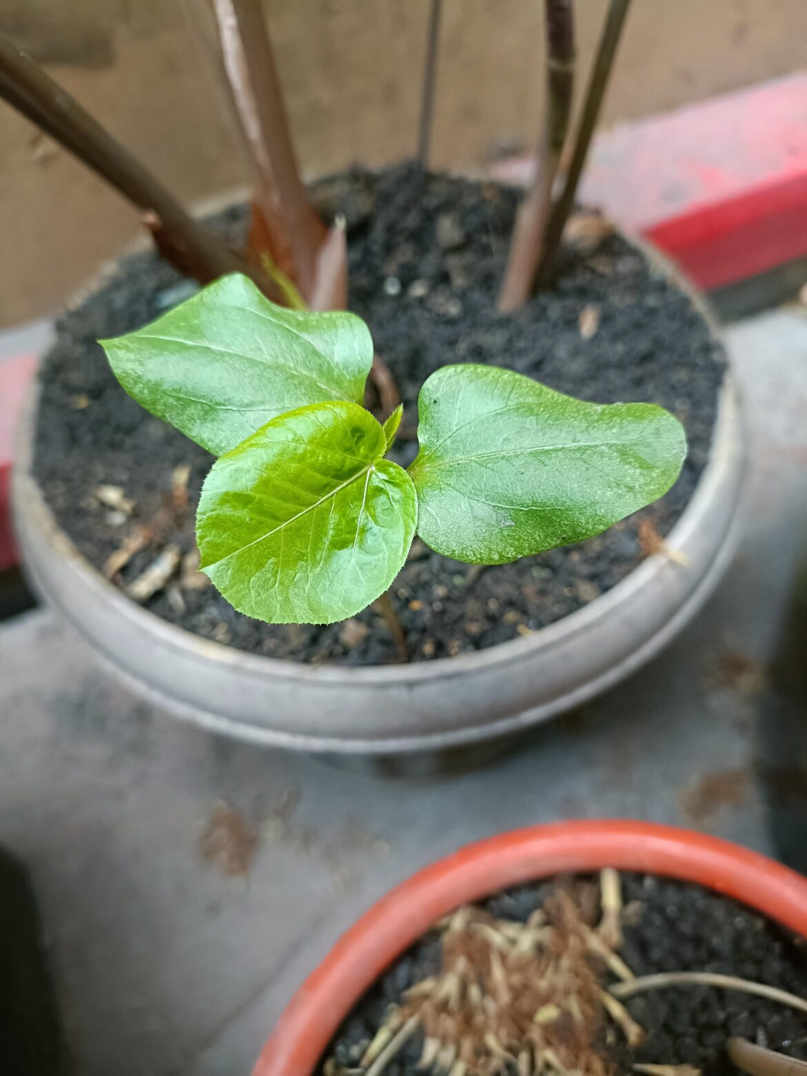 Ya'll know what this is that's been growing in my alocacia pot? Pampanga, Philippines.