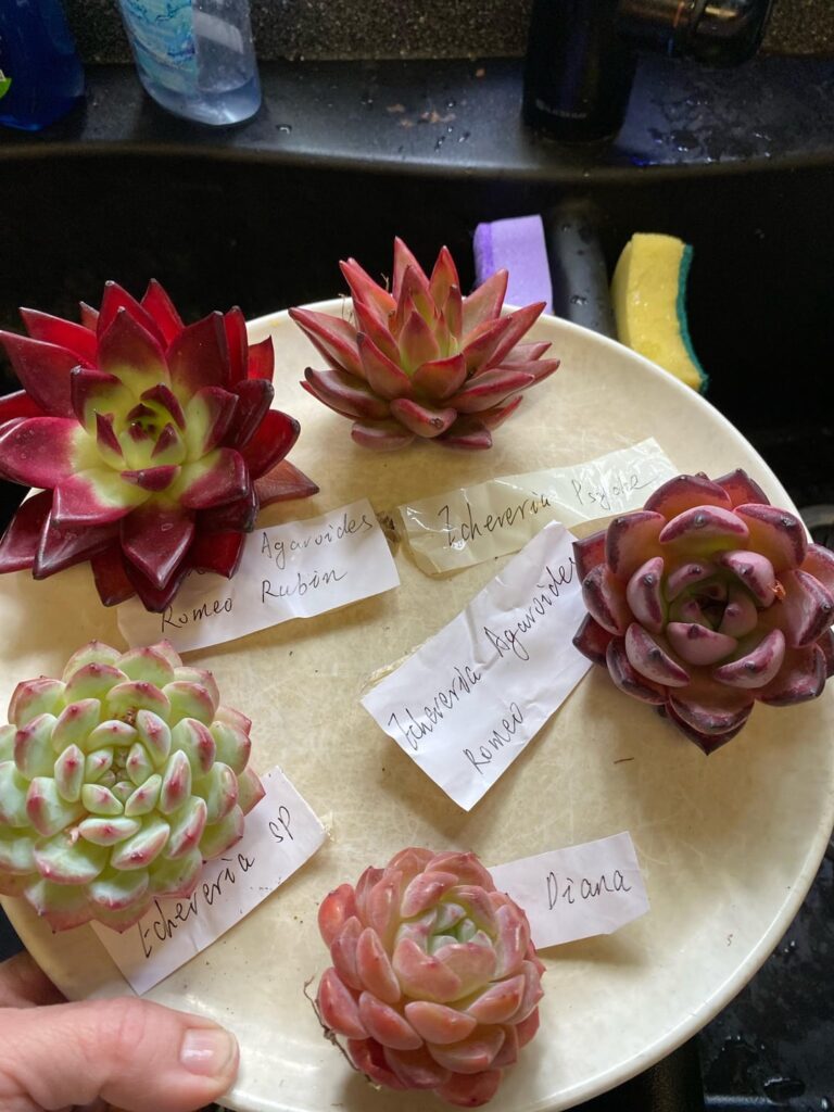Just delivered and I have Echeveria’s