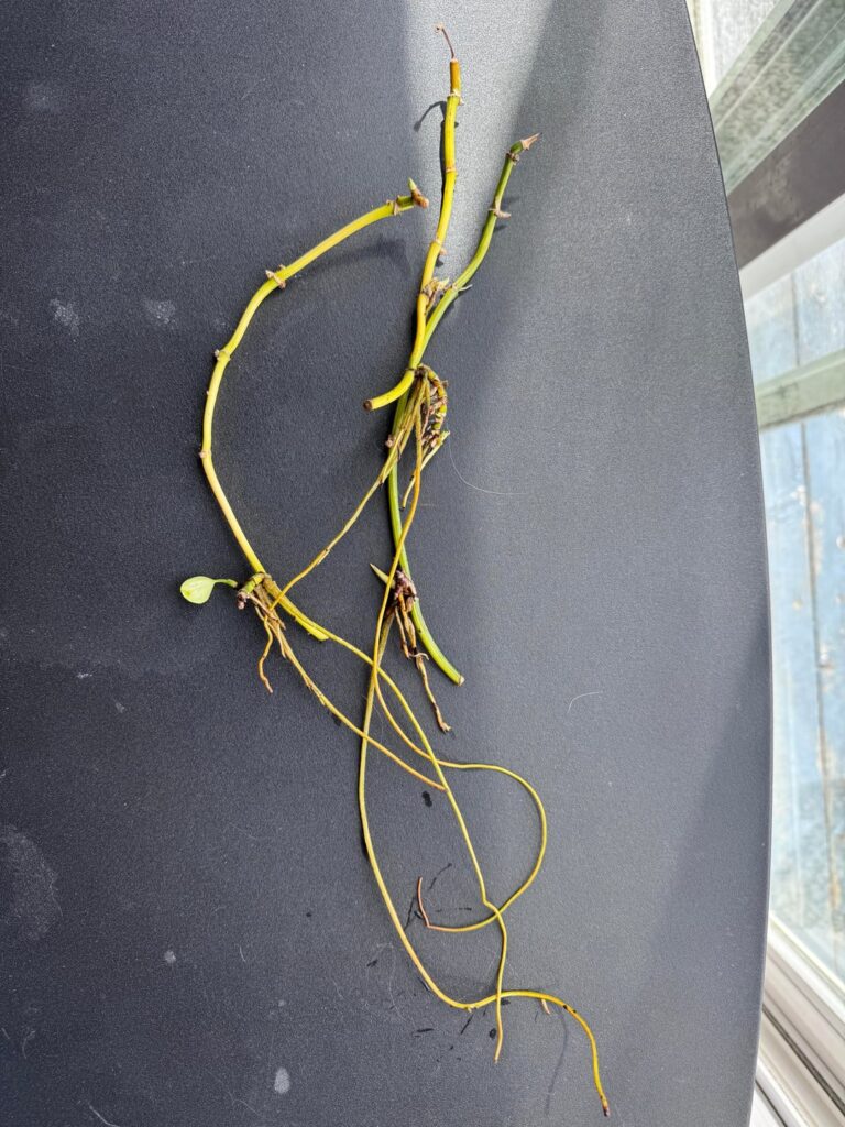 The last of my dead Grandma’s pothos…….. I’m saving it from my mom.