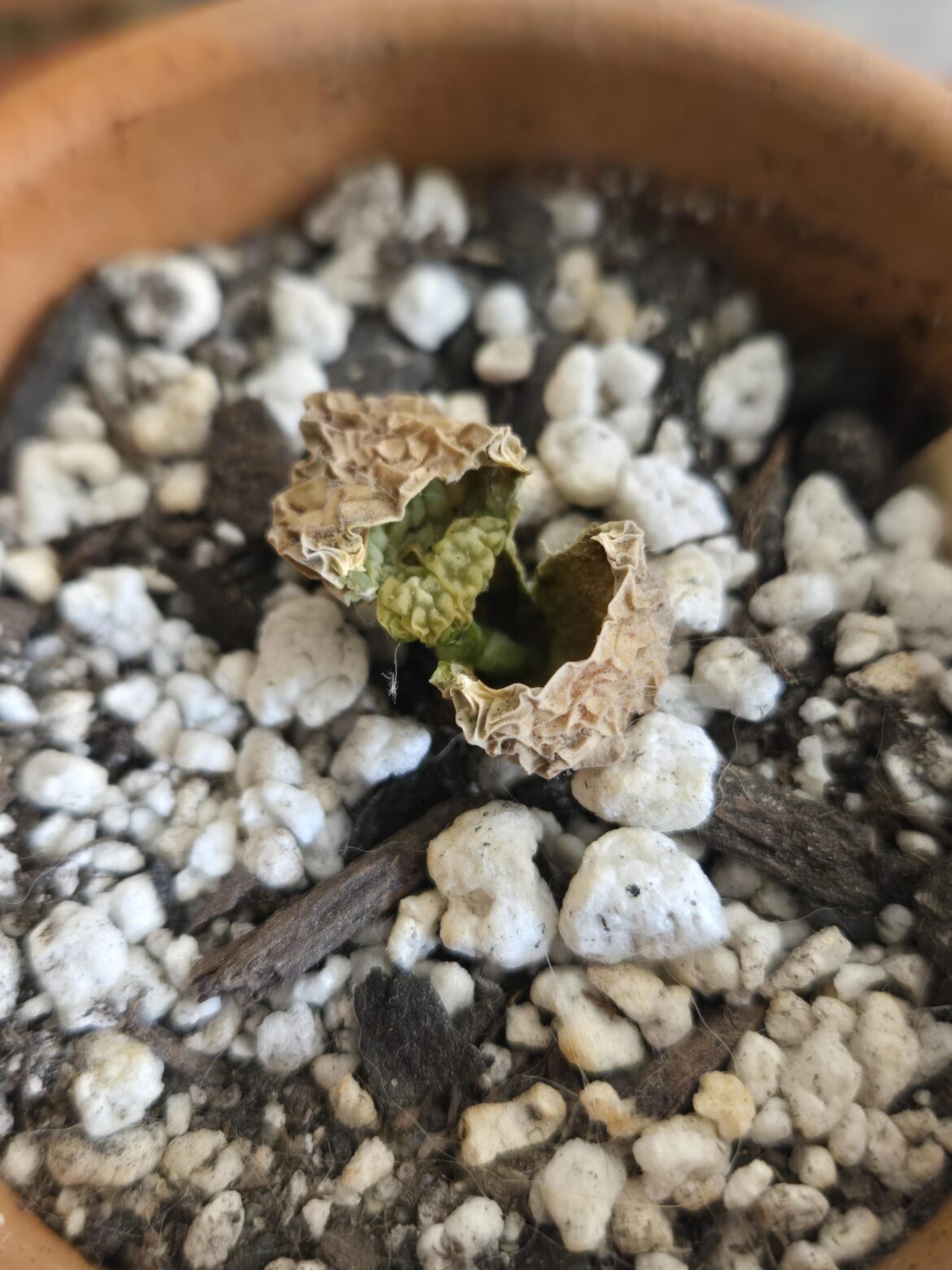 Lithops are confusing!