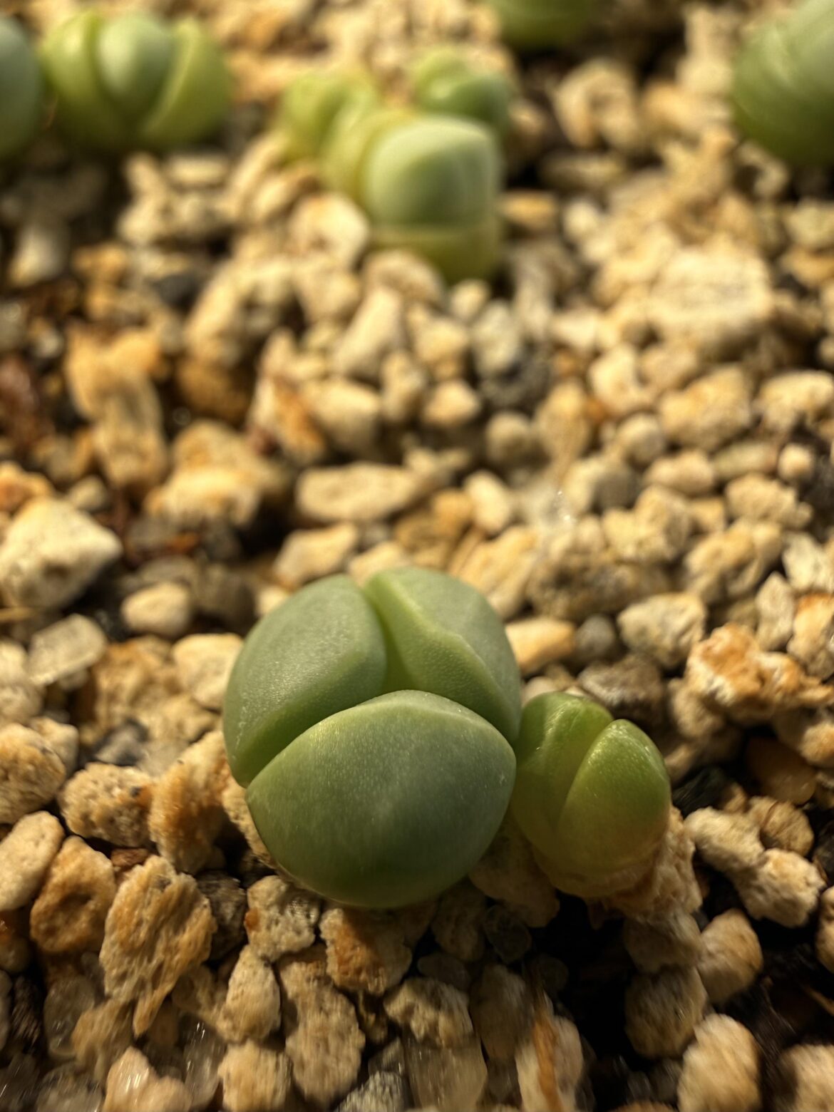 Triple leaf Argyroderma delaetii seedling