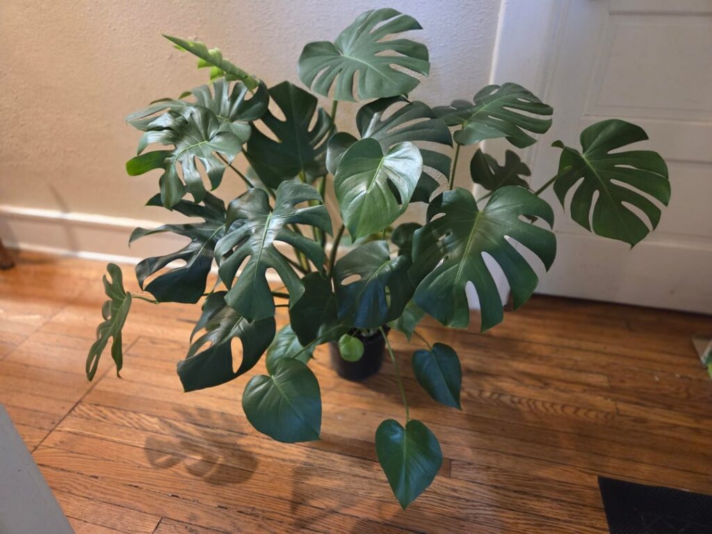 First timer. What do I plant this in and how? First timer. What do I plant this in and how?