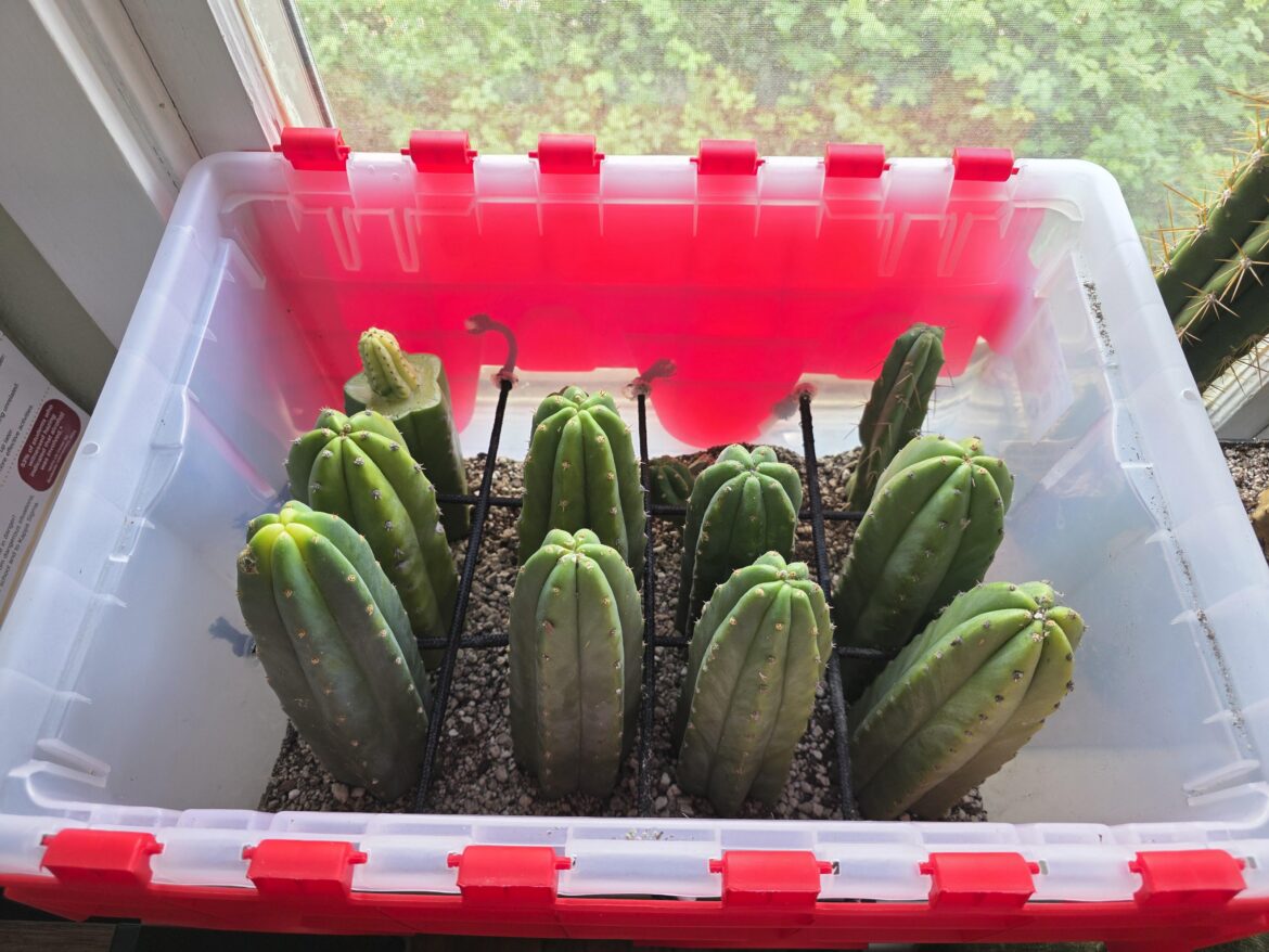Rooting bin