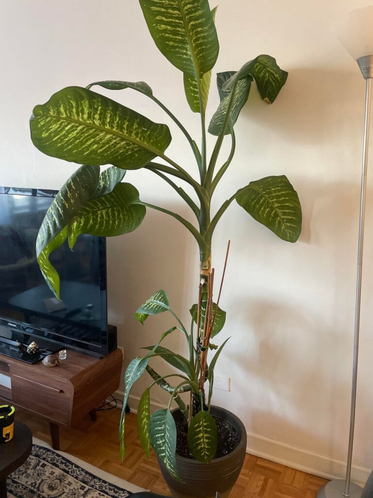 My Tall Dieffenbachia