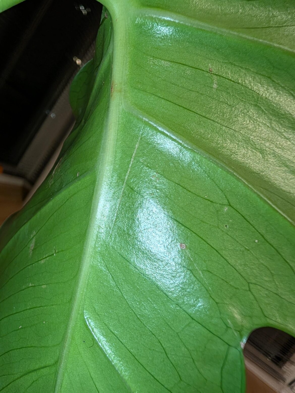 Does my monstera have any pests?