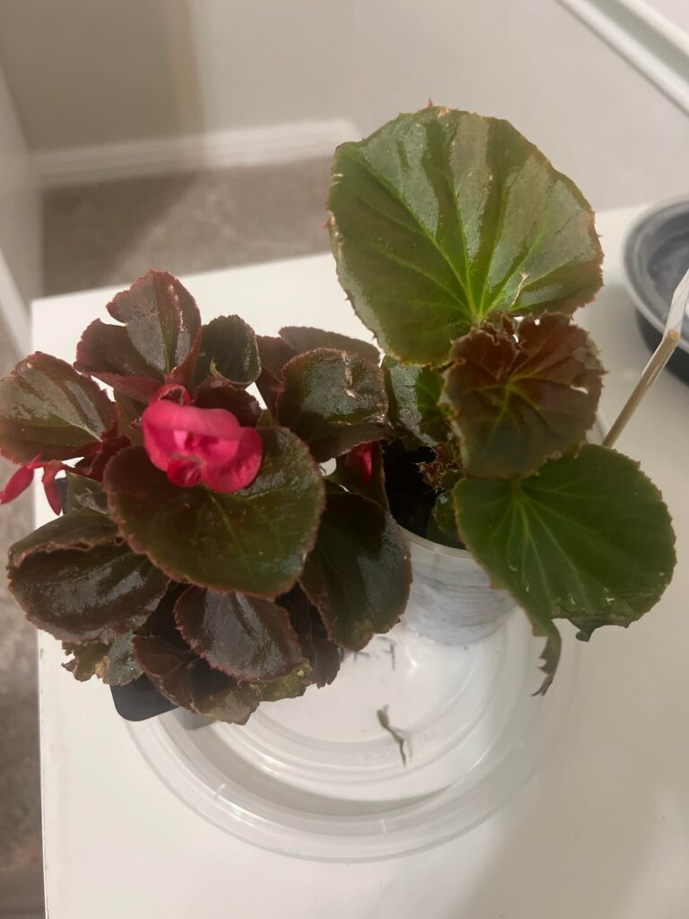 Help!! What kind of damage is this?