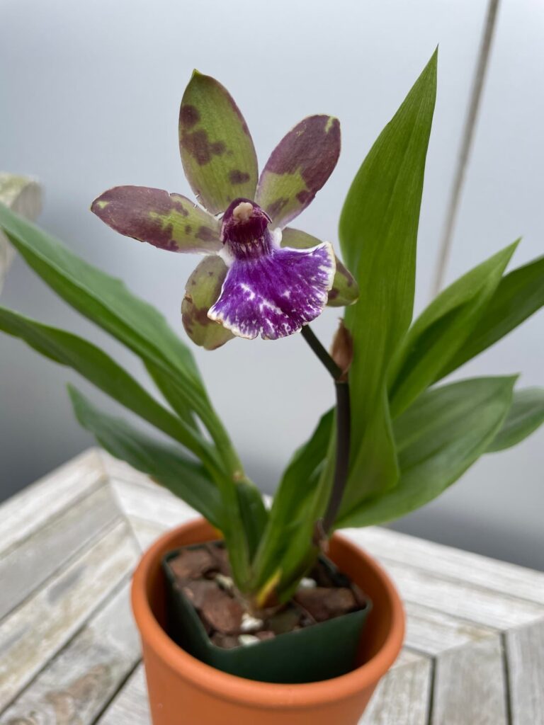 Bought a few new orchids!