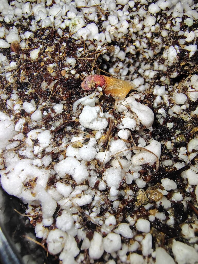 Finally figured out the disocorea seeds!