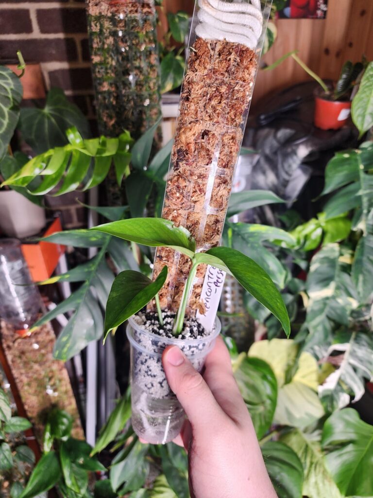 Mini moss pole system! Mini moss pole system!