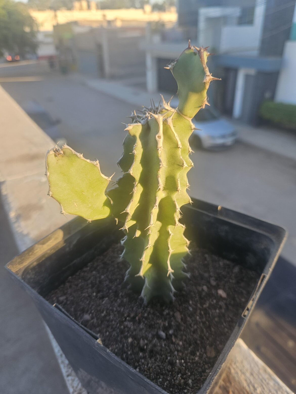 Help with ID