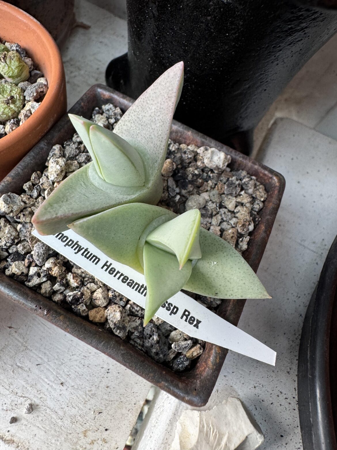 Again some nice pre-dormancy colour on my unlike-usual, conos!