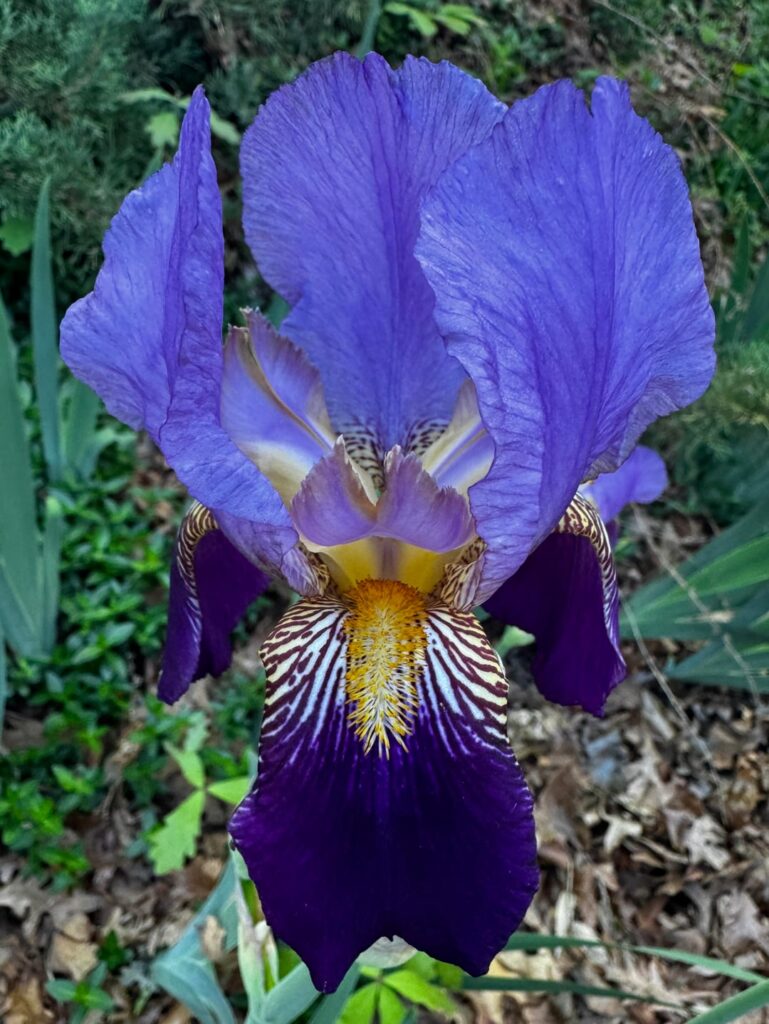 Bearded Iris