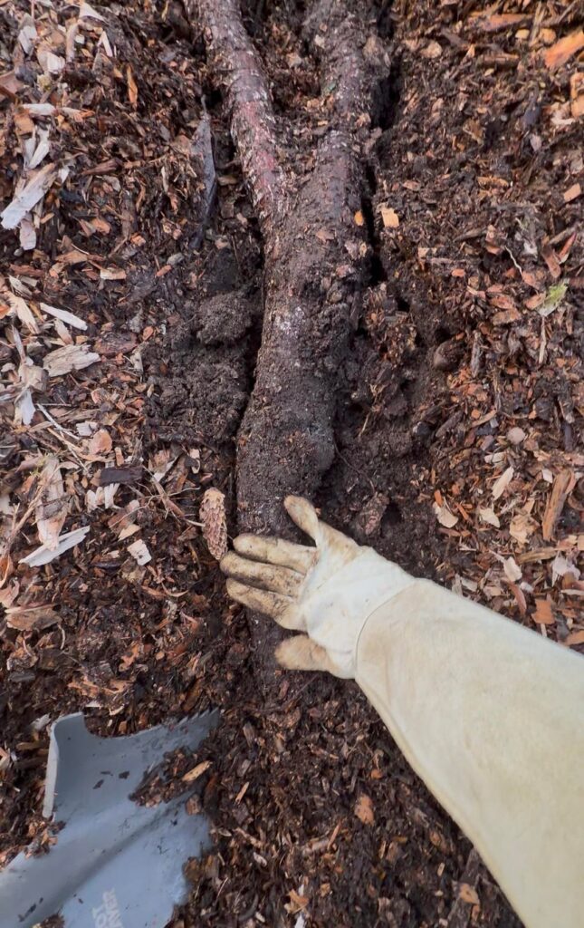 Thinking this is a HUGE Himalayan blackberry root?? Thinking this is a HUGE Himalayan blackberry root??